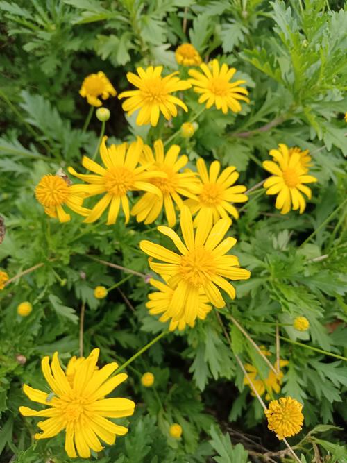 黄金菊如何养，黄金菊怎么养护？-第8张图片-优品飞百科