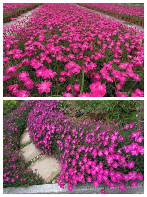 石竹用什么肥料，石竹用什么土