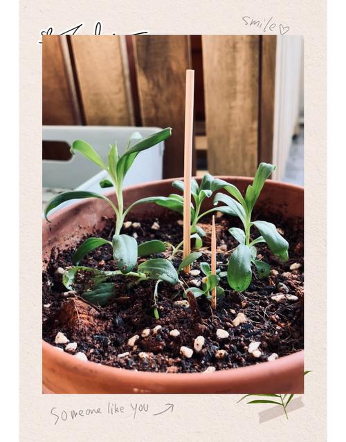 石竹用什么肥料,石竹用什么土-第2张图片-优品飞百科 石竹用什么肥料,石竹用什么土-第2张图片-优品飞百科