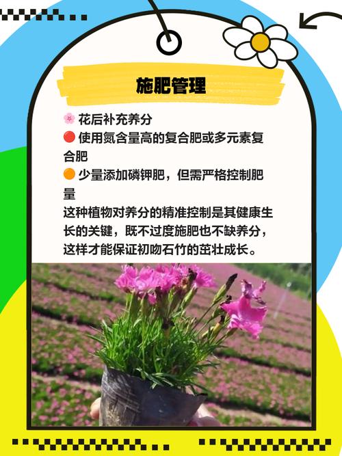 石竹用什么肥料,石竹用什么土-第4张图片-优品飞百科 石竹用什么肥料,石竹用什么土-第4张图片-优品飞百科