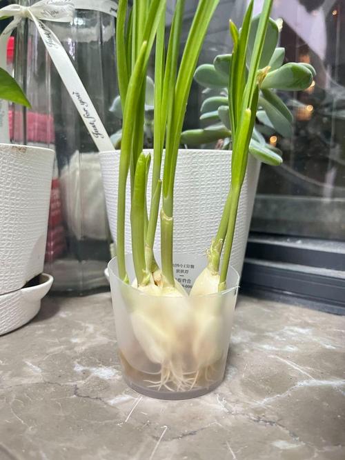 蒜苗几天浇一次水，蒜苗要多少天才能长好？-第2张图片-优品飞百科