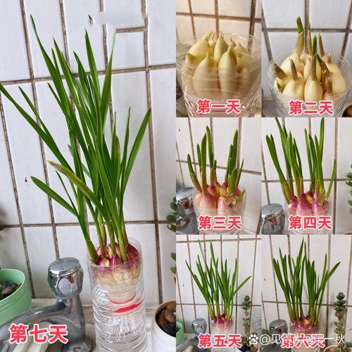 蒜苗几天浇一次水，蒜苗要多少天才能长好？