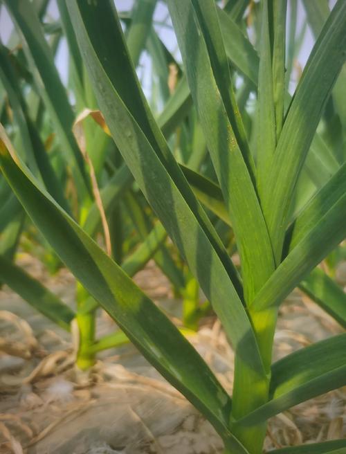 蒜苗几天浇一次水，蒜苗要多少天才能长好？-第3张图片-优品飞百科