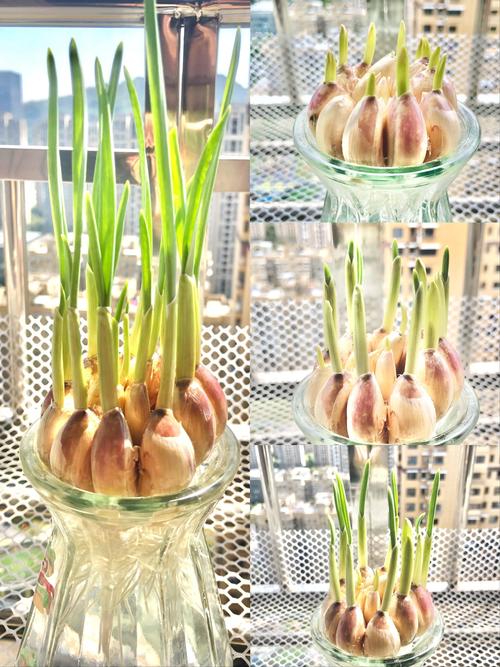 蒜苗几天浇一次水，蒜苗要多少天才能长好？-第4张图片-优品飞百科