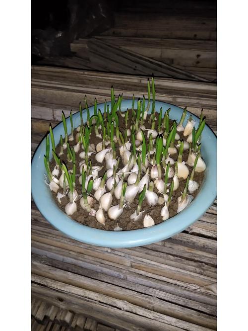 蒜苗几天浇一次水，蒜苗要多少天才能长好？-第5张图片-优品飞百科
