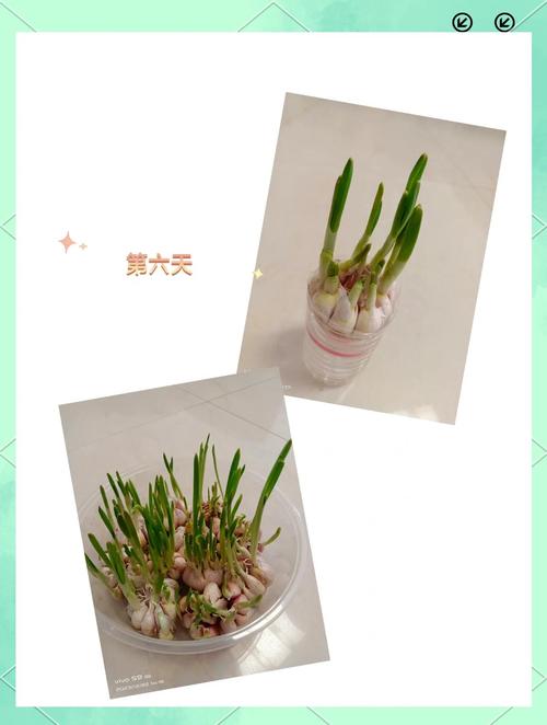 蒜苗几天浇一次水，蒜苗要多少天才能长好？-第6张图片-优品飞百科