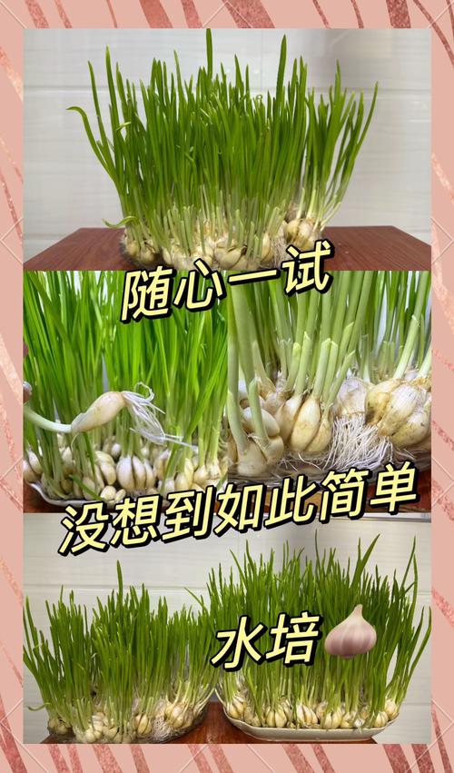 蒜苗几天浇一次水，蒜苗要多少天才能长好？-第7张图片-优品飞百科