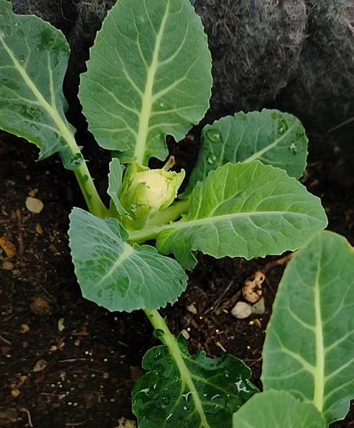 有机菜花大棚种植技术，有机菜花栽培技术-第1张图片-优品飞百科