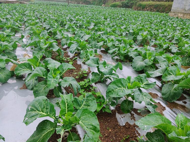 有机菜花大棚种植技术，有机菜花栽培技术-第4张图片-优品飞百科