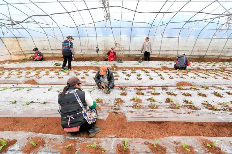 有机菜花大棚种植技术，有机菜花栽培技术-第5张图片-优品飞百科