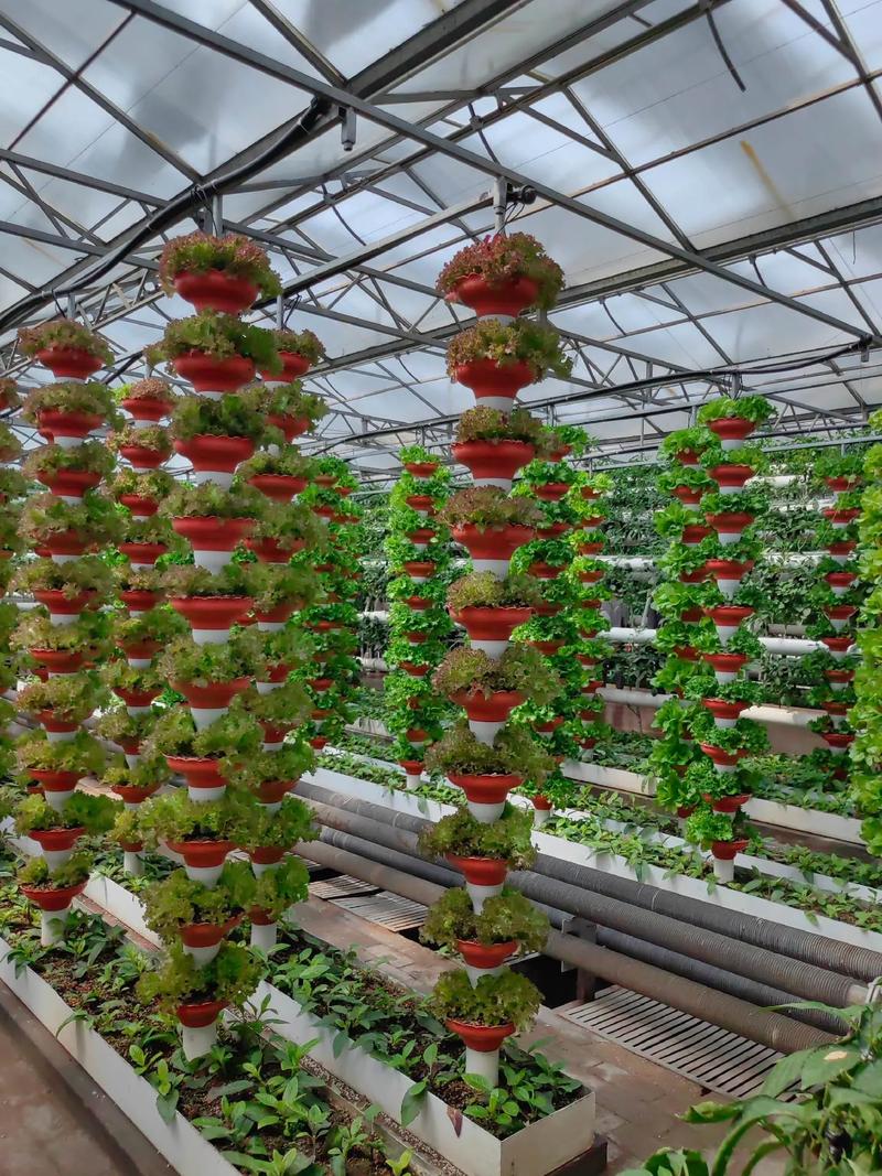 有机菜花大棚种植技术，有机菜花栽培技术-第6张图片-优品飞百科