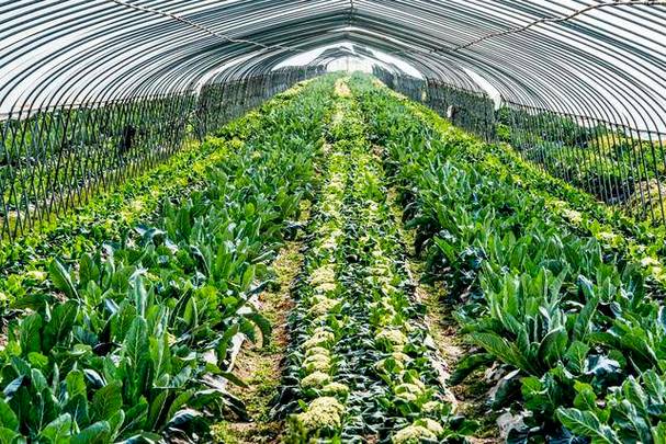 有机菜花大棚种植技术，有机菜花栽培技术-第7张图片-优品飞百科