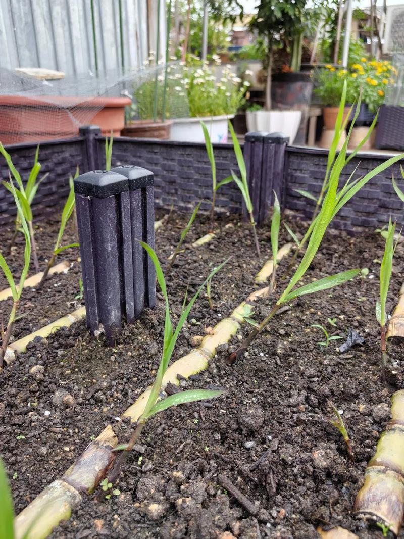 甘蔗种植方法，甘蔗种植方法和技术甘蔗种苗来源