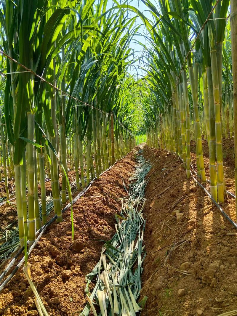 甘蔗种植方法，甘蔗种植方法和技术甘蔗种苗来源-第2张图片-优品飞百科