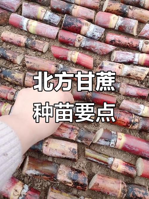 甘蔗种植方法，甘蔗种植方法和技术甘蔗种苗来源-第3张图片-优品飞百科