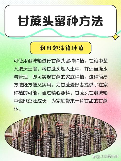甘蔗种植方法，甘蔗种植方法和技术甘蔗种苗来源-第4张图片-优品飞百科