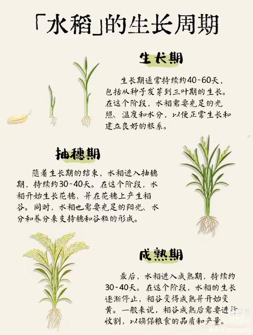 甘蔗种植方法，甘蔗种植方法和技术甘蔗种苗来源-第5张图片-优品飞百科