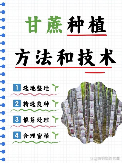 甘蔗种植方法，甘蔗种植方法和技术甘蔗种苗来源-第6张图片-优品飞百科