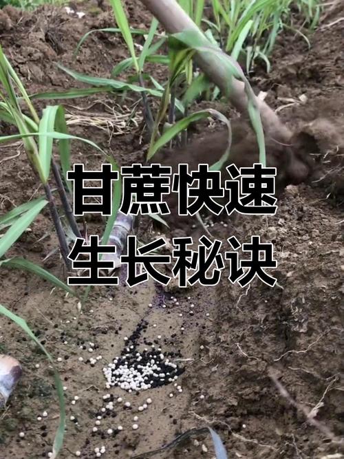 甘蔗种植方法，甘蔗种植方法和技术甘蔗种苗来源-第7张图片-优品飞百科