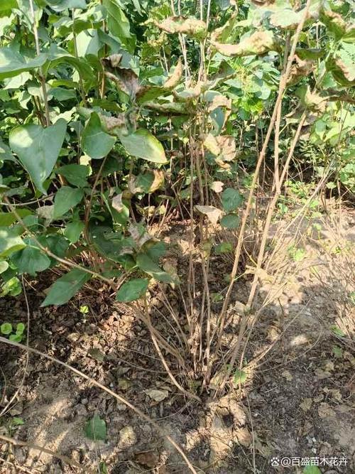 丁香花怎么扦插繁殖，丁香花怎么扦插繁殖快