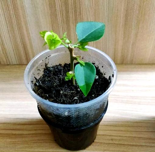 丁香花怎么扦插繁殖，丁香花怎么扦插繁殖快-第2张图片-优品飞百科