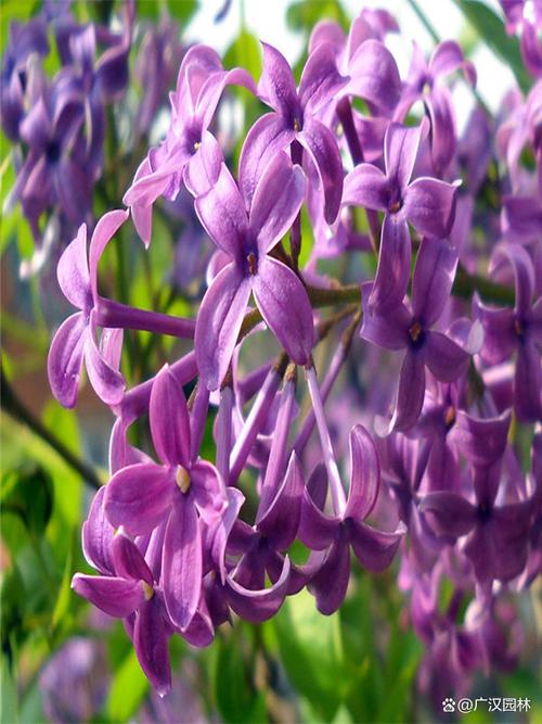 丁香花怎么扦插繁殖，丁香花怎么扦插繁殖快-第5张图片-优品飞百科