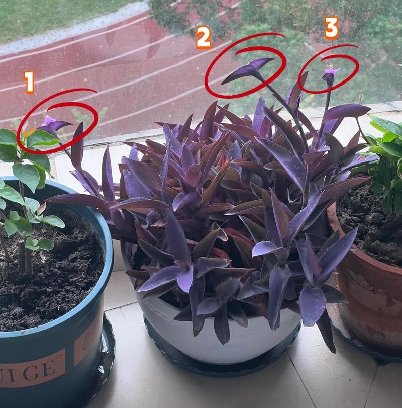 紫罗兰小盆栽的种植方法，紫罗兰盆栽怎样种植-第1张图片-优品飞百科