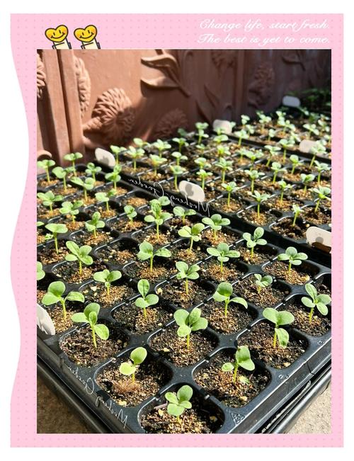 紫罗兰小盆栽的种植方法，紫罗兰盆栽怎样种植-第2张图片-优品飞百科