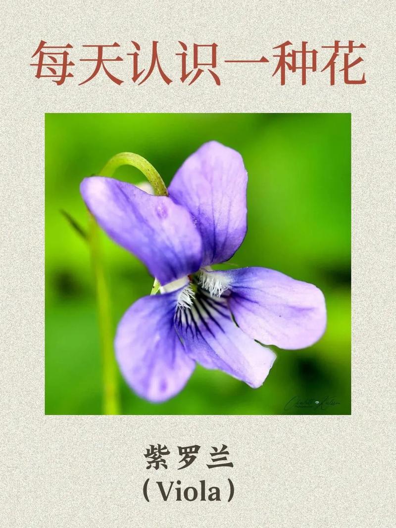 紫罗兰小盆栽的种植方法，紫罗兰盆栽怎样种植-第3张图片-优品飞百科