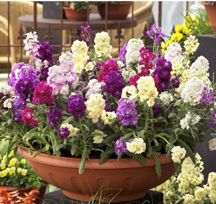 紫罗兰小盆栽的种植方法，紫罗兰盆栽怎样种植-第5张图片-优品飞百科