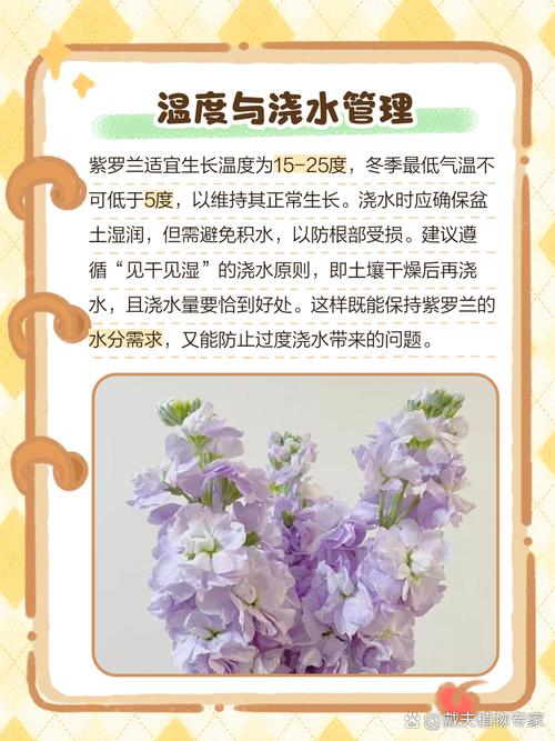 紫罗兰小盆栽的种植方法，紫罗兰盆栽怎样种植-第7张图片-优品飞百科