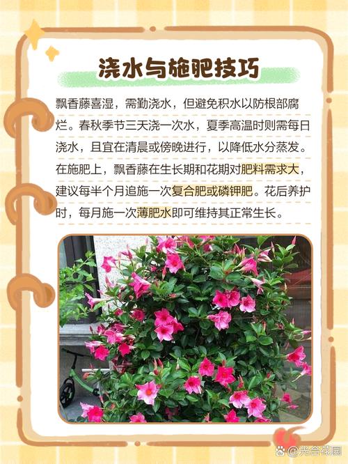 飘香藤可以活多少年？飘香藤可长多高？-第1张图片-优品飞百科