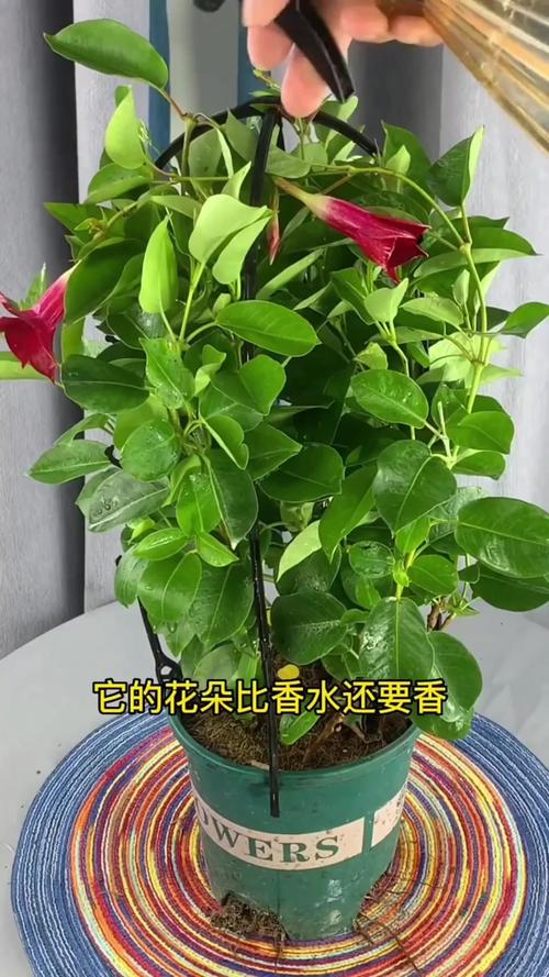 飘香藤可以活多少年？飘香藤可长多高？-第2张图片-优品飞百科