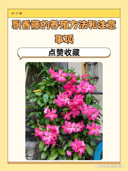 飘香藤可以活多少年？飘香藤可长多高？-第3张图片-优品飞百科