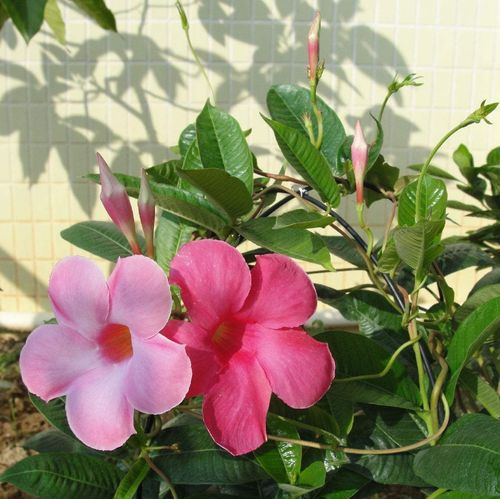 飘香藤可以活多少年？飘香藤可长多高？-第4张图片-优品飞百科