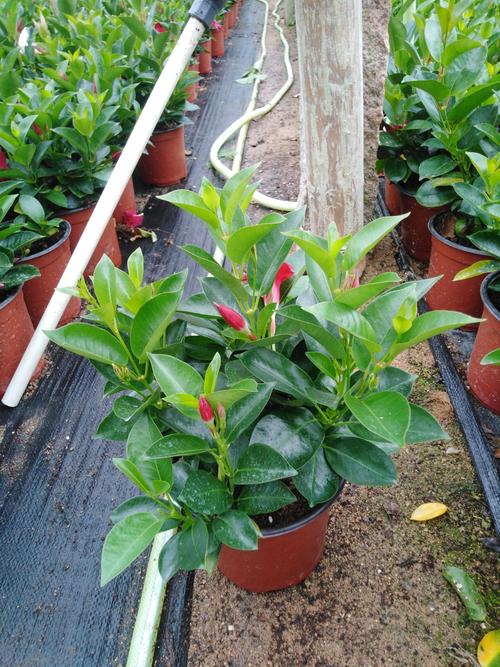 飘香藤可以活多少年？飘香藤可长多高？-第5张图片-优品飞百科