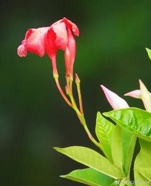 飘香藤可以活多少年？飘香藤可长多高？-第6张图片-优品飞百科