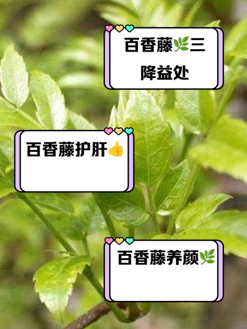 飘香藤可以活多少年？飘香藤可长多高？-第7张图片-优品飞百科