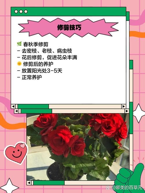 路易〖Fourteen〗、玫瑰怎么种植，路易〖Fourteen〗、 玫瑰