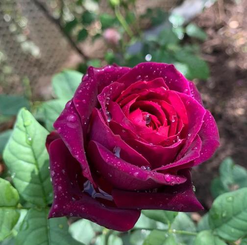 路易〖Fourteen〗、玫瑰怎么种植，路易〖Fourteen〗、 玫瑰-第2张图片-优品飞百科