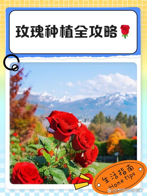 路易〖Fourteen〗、玫瑰怎么种植，路易〖Fourteen〗、 玫瑰-第3张图片-优品飞百科