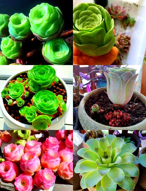 路易〖Fourteen〗、玫瑰怎么种植，路易〖Fourteen〗、 玫瑰-第4张图片-优品飞百科