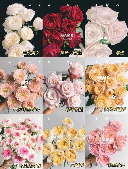 路易〖Fourteen〗、玫瑰怎么种植，路易〖Fourteen〗、 玫瑰-第5张图片-优品飞百科