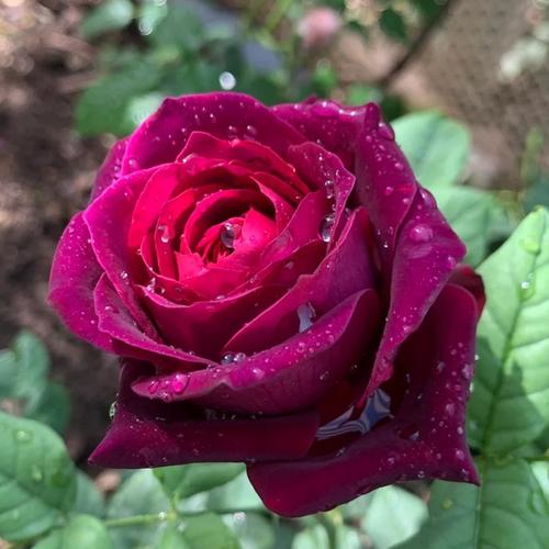 路易〖Fourteen〗、玫瑰怎么种植，路易〖Fourteen〗、 玫瑰-第7张图片-优品飞百科