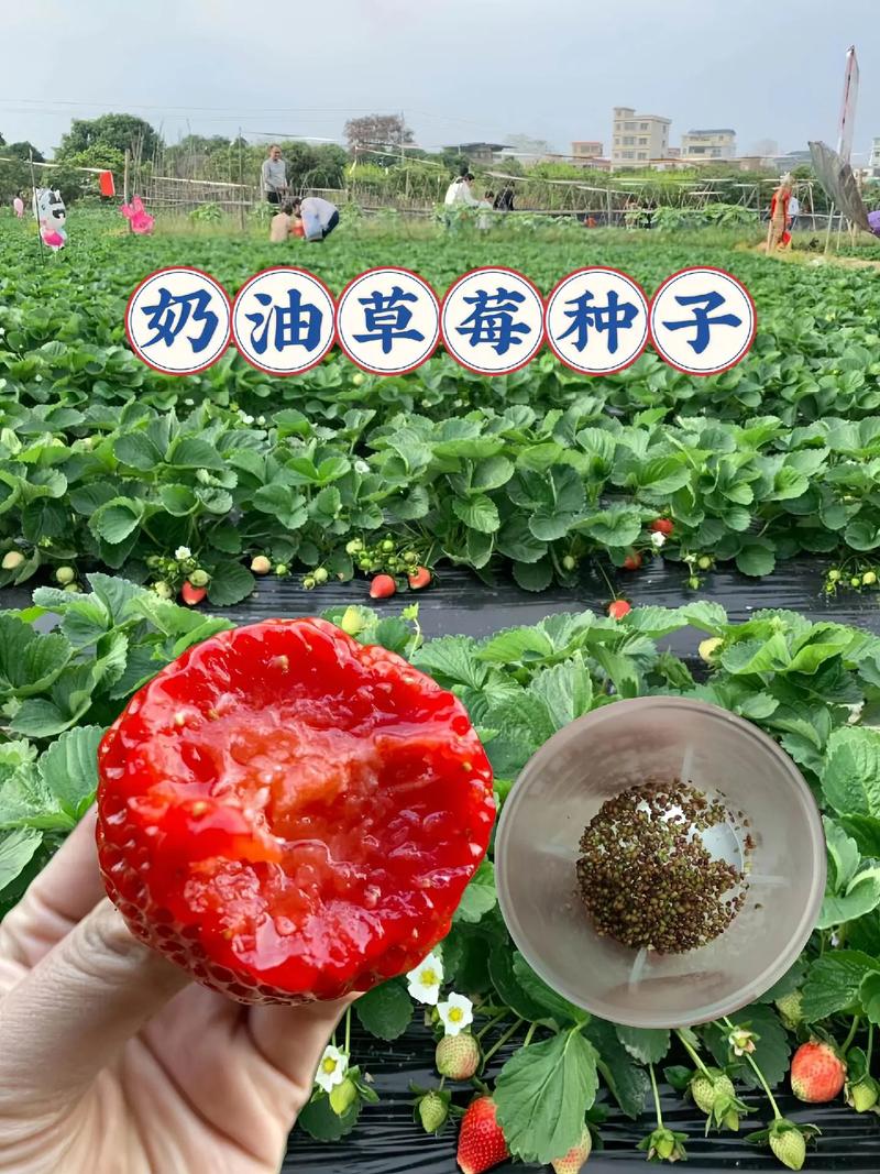 草莓上面的籽可以种吗？草莓上的籽怎么种植方法？