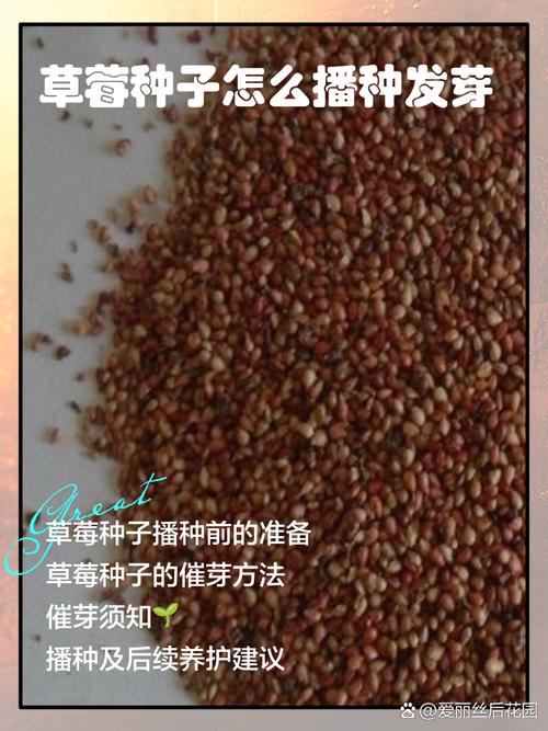 草莓上面的籽可以种吗？草莓上的籽怎么种植方法？-第2张图片-优品飞百科