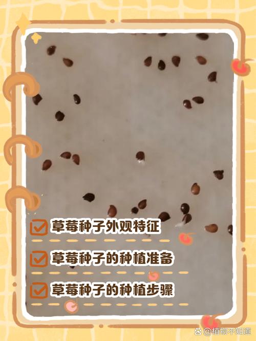 草莓上面的籽可以种吗？草莓上的籽怎么种植方法？-第3张图片-优品飞百科