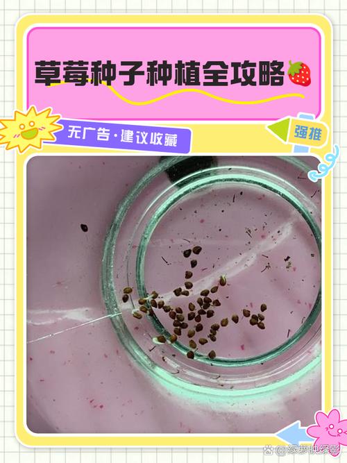 草莓上面的籽可以种吗？草莓上的籽怎么种植方法？-第4张图片-优品飞百科
