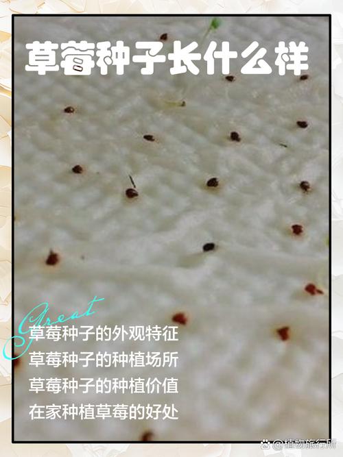 草莓上面的籽可以种吗？草莓上的籽怎么种植方法？-第5张图片-优品飞百科