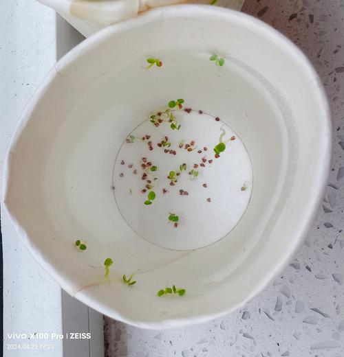 草莓上面的籽可以种吗？草莓上的籽怎么种植方法？-第6张图片-优品飞百科